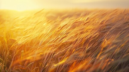 Golden wheat fields swaying in the wind at sunset