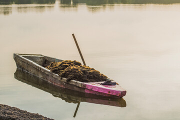 Pile of fresh seaweed on the boat in the morning