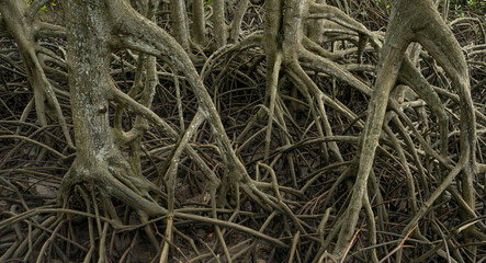 Wall Mural - mangrove tree roots in coastal wetland. essential natural barrier protecting shorelines from erosion