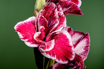 Wall Mural - Blooming Gladiolus Jiri Vaclavik on a green background