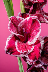 Wall Mural - Blooming Gladiolus Jiri Vaclavik on a pink background