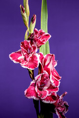 Wall Mural - Blooming Gladiolus Jiri Vaclavik on a purple background