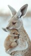 © I.Z.A - A tender moment between a mother kangaroo and her joey.