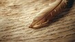 © Hungarian - A Quill Pen Resting on a Sheet of Old Paper with Handwritten Text