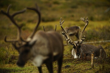 deer, reindeer, fawn, grand deer, horn, asia, russia, new year, christmas,