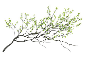 leafy tree branches isolated on transparent background