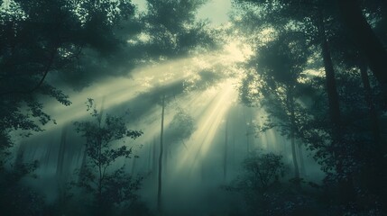  Misty Morning Sunlight Piercing Through the Lush Forest Canopy