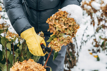 Wall Mural - A gardener wearing gloves trims wilted hydrangea flowers before winter