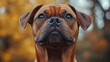 © Jasper - A face photography of a boxer dog