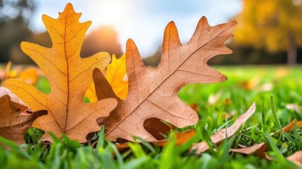 Wall Mural - Autumn Oak Leaves on Grass with Sunlight