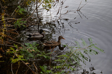 duck in the water