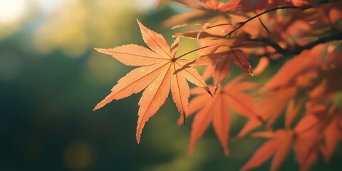Poster - vibrant autumn maple leaves with shallow depth of field under sunlight