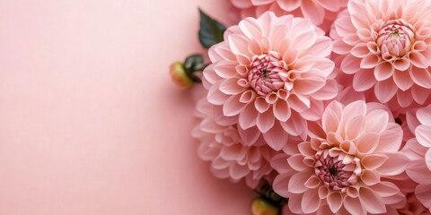 Aufkleber - Pink dahlia arrangement. Autumn flower with copy space.