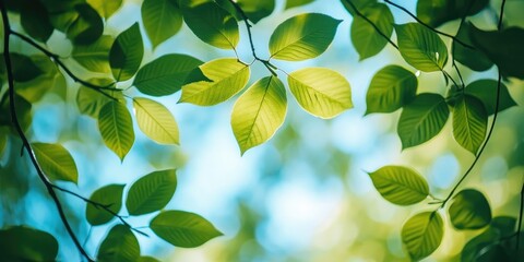 Aufkleber - Low-angle perspective of twigs featuring green leaves in a park.