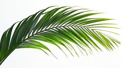 Leinwandbilder - Green palm tree against a white background. Close-up of a green palm leaf.