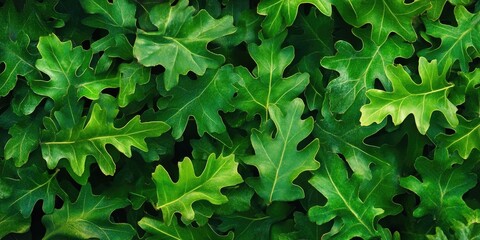 Leinwandbilder - Background of fresh green oak leaves