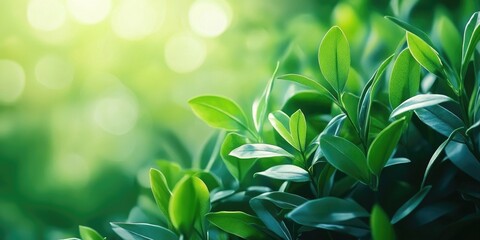 Poster - Green nature with copyspace serves as a natural background or wallpaper.
