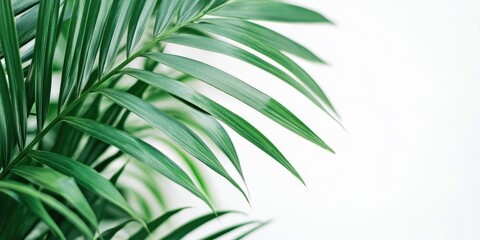 Leinwandbilder - Green palm tree against a white background. Close-up of a green palm leaf.