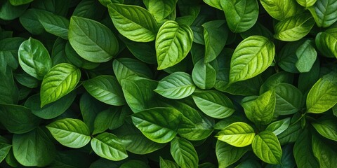 Aufkleber - Green leaves nature background can be utilized as wallpaper, screensaver, brochure cover, or as a background for presentations and articles, while also providing copy space for text.