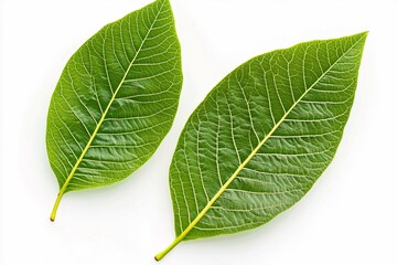 Walnut leaves top view isolated. Green walnut leaf on white background. Two nut leaves flat lay. With clipping path.  Full depth of field. Perfect not AI walnut leaf, true photo.