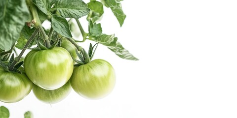 Aufkleber - Green organic tomatoes growing on a tree with a white background and copy space.