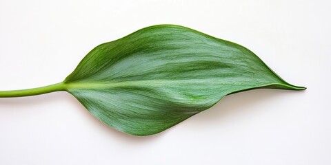 Sticker - Green tulip leaf isolated on a white background