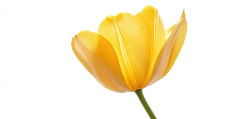 Aufkleber - Close-up of an isolated yellow tulip on a white background in a studio.