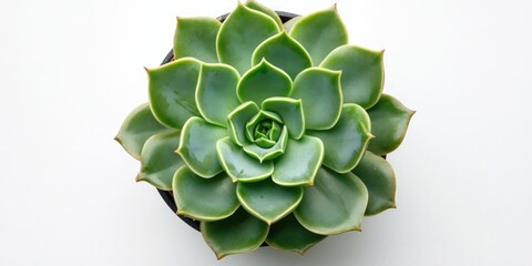 Aufkleber - Succulent plant featuring thick green leaves arranged in a rosette. Top view of pachyveria in a pot, isolated against a white background. Copy space.