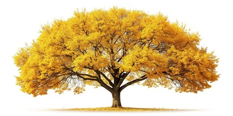 Wall Mural - Close-up view of autumn tree with yellow leaves isolated on white background