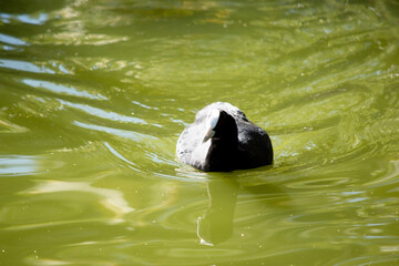 Sticker - The Eurasian coot is a black sea bird with a white frontal shield