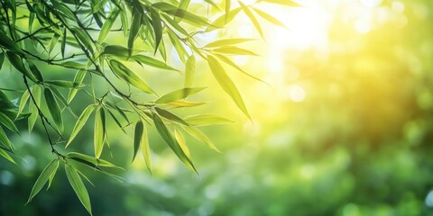 Sticker - Close-up view of bamboo leaves set against a blurred green tree background with sunlight in a public garden park. This represents landscape ecology and offers copy space for wallpaper and backdrop.