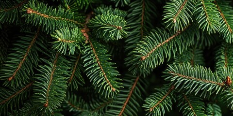 Poster - Background of Christmas fir tree branches. Wallpaper of Christmas pine tree. Copyspace. Banner.