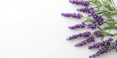 Aufkleber - Purple lavender flowers on a white background with copy space.