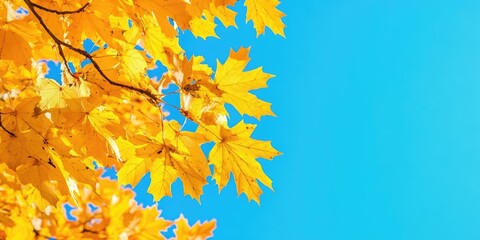 Aufkleber - Yellow autumn maple leaves set against a clear blue sky. Copy space. Sunny day. Natural beauty. Fall backdrop. Golden season. Lush canopy. Vivid orange and red leaf hues. In the park.