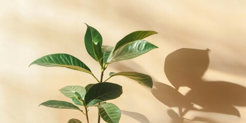 Poster - Green leaves of an avocado tree are positioned behind reed glass isolated on a beige background.