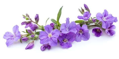 Poster - beautiful fresh purple flowers with buds on a white background