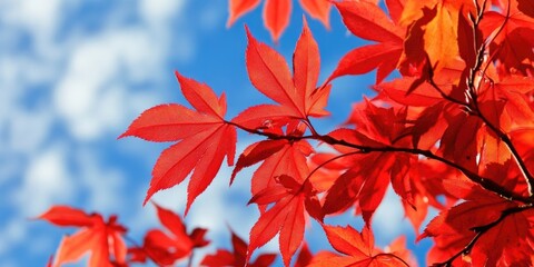 Leinwandbilder - Bright red autumn leaves on a Japanese maple set against a blue sky, serving as a nature background.