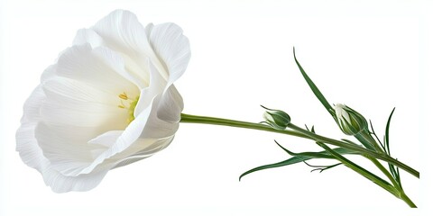 Aufkleber - Beautiful Lisianthus flower isolated against a white background.