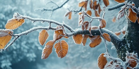 Poster - Frost-covered tree branch with dried leaves.