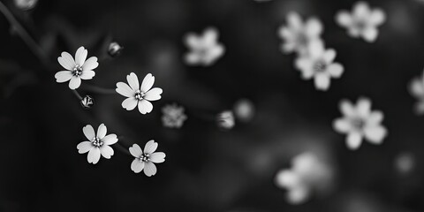 Sticker - Close-up image of small wildflowers resembling daisies.