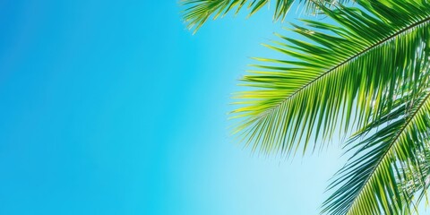 Poster - Coconut leaf and blue sky on a sunny day. A beautiful background suitable for travel, vacation, or any of your content. Copy Space
