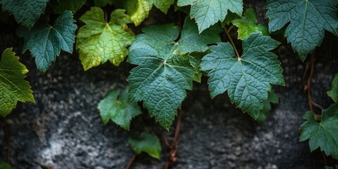 Poster - Wild grapes. Closeup of ivy's green leaves on a wall. Wild grapes.
