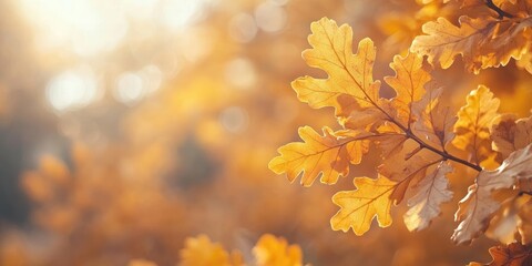 Poster - Closeup of beautiful yellow oak autumn leaves. Background featuring an autumn landscape. Abstract autumn background with golden oak. Nature forest background in autumn for design. Copy space.