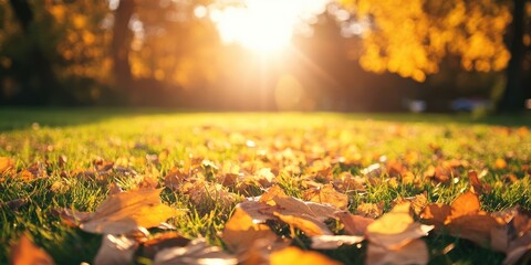 Poster - Sunlight shines on the fallen leaves on the grass during autumn.