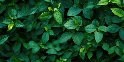 Poster - Green nature with copyspace used as a background or wallpaper.