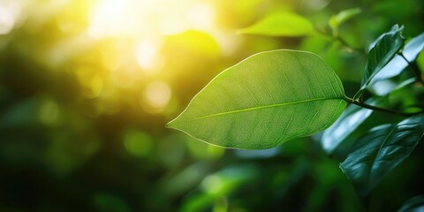 Poster - Close-up view of a green leaf with a blurred greenery background in a garden, featuring copyspace for use as a natural green plants landscape, ecology, or fresh wallpaper concept in a blurred image.