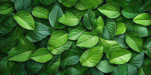 Aufkleber - green leaf backdrop. Lush nature featuring copyspace suitable for use as wallpaper or background.