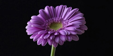Aufkleber - Violet daisy gerbera against a black backdrop.