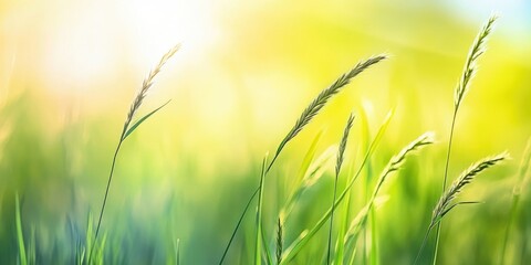 Poster - Fresh grass in sunlight with a blurred sky.