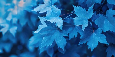Poster - Fresh and invigorating blue maple